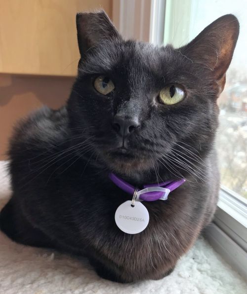 The Humane Society of Loudoun County - Hops.png